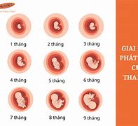 Quá Trình Phát Triển Của Thai Nhi Theo Từng Tuần